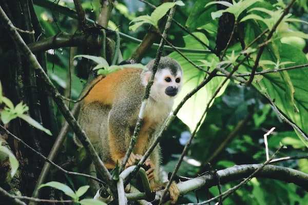 animals-costa-rica