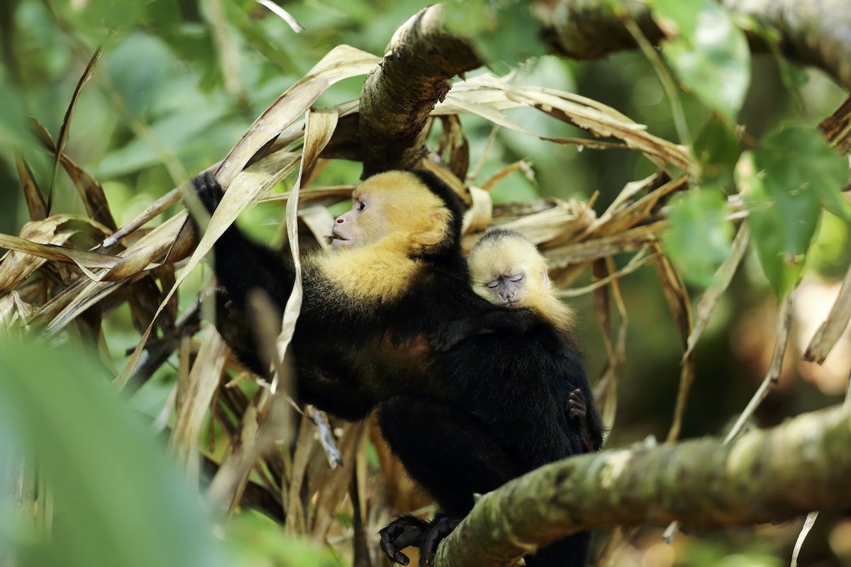 Costa Rica Monkeys