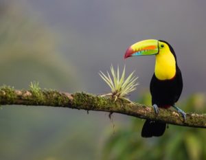 Природа в Коста-Рике