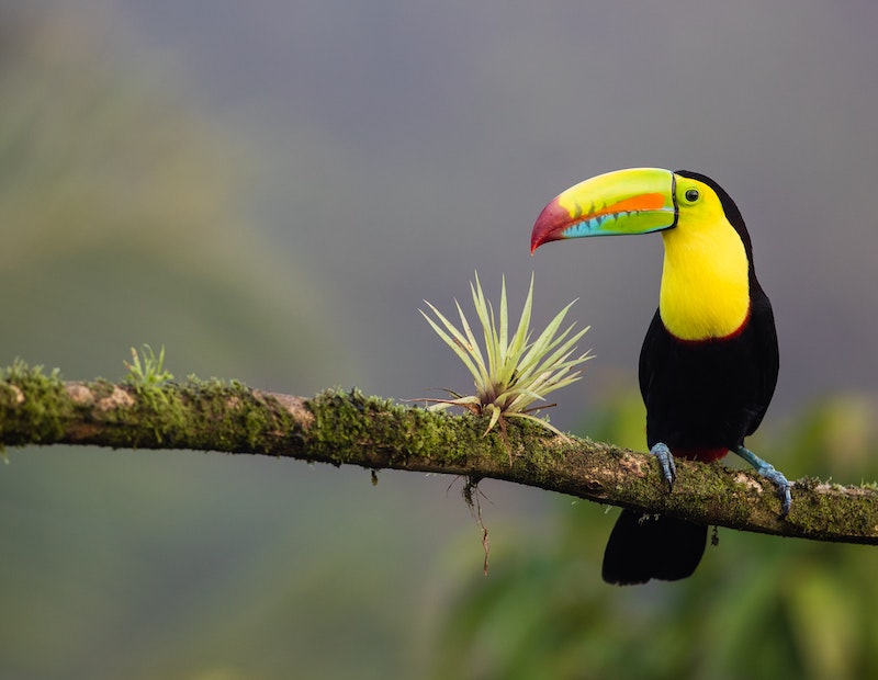 Nature in Costa Rica
