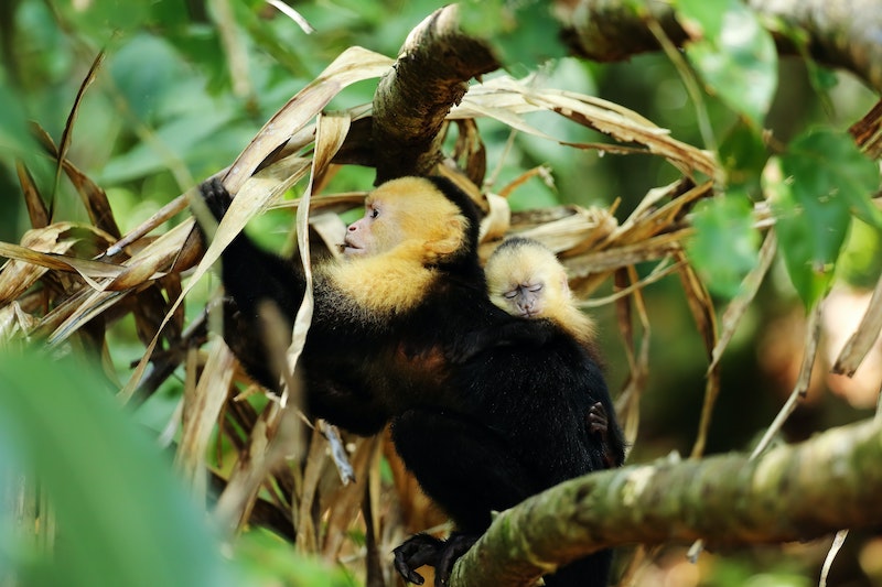 National parks of Costa Rica